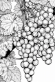 Fruits And Veggies Bundle Vol. 1 - 10 Printable Coloring Pages