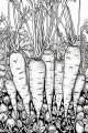 Fruits And Veggies Bundle Vol. 1 - 10 Printable Coloring Pages