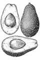Fruits And Veggies Bundle Vol. 2 - 10 Printable Coloring Pages