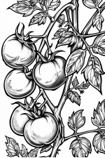 Tomato Plant