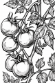 Fruits And Veggies Bundle Vol. 2 - 10 Printable Coloring Pages